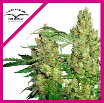 POWER PLANT FEM X3 - DUTCH PASSION
