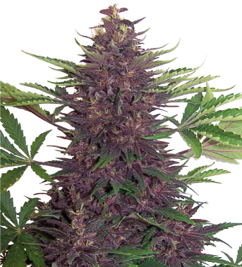 PURPLE KUSH -BUDDHA SEEDS - 3 SEMILLAS - FEMINIZADA1