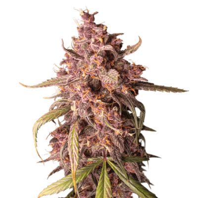 PURPLE PUNCH AUTO X3 - SEEDSTOCKERS