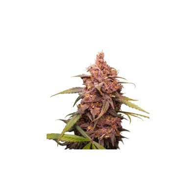 PURPLE PUNCH FEM X3 - SEEDSTOCKERS
