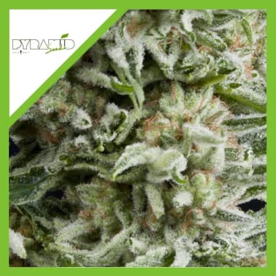 AUTO AMNESIA GOLD X3+1 - PYRAMID SEEDS