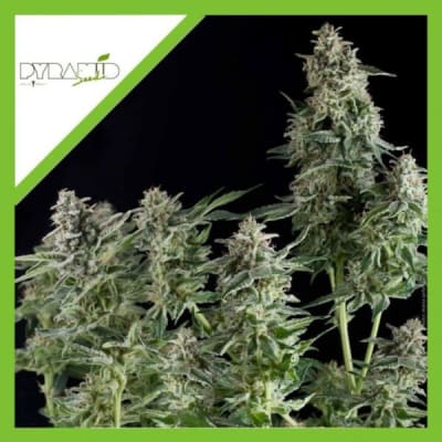 AUTO NORTHERN LIGHTS X3+1 - PYRAMID SEEDS
