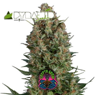 AUTO WEMBLEY X3+1 - PYRAMID SEEDS1