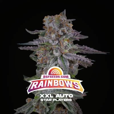 RAINBOWS XXL AUTO X2 - BSF SEEDS1