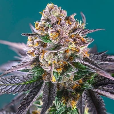 RED STRAWBERRY BANANA AUTO RED FAMILY 3+1 - SWEET SEEDS