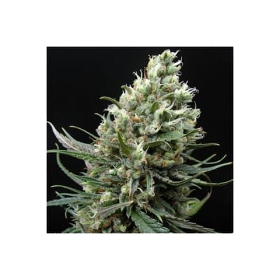 RIPPER HAZE FEM X3 - RIPPER SEEDS