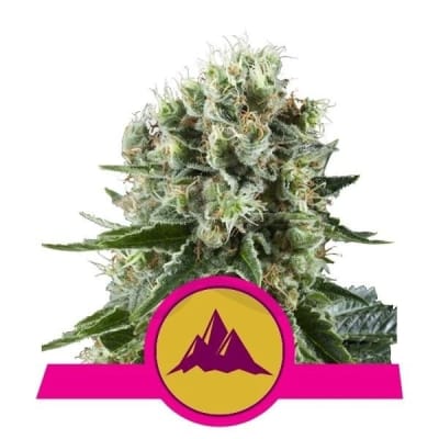 CRITICAL KUSH FEM X3 - ROYAL QUEEN SEEDS