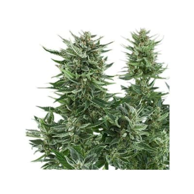 ROYAL QUEEN SEEDS EASY BUD AUTO 3UDS1