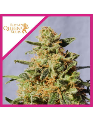 ROYAL DOMINA FEM X3 - ROYAL QUEEN SEEDS