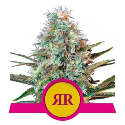 ROYAL RUNTZ - FEMINIZADA - ROYAL QUEEN SEEDS1