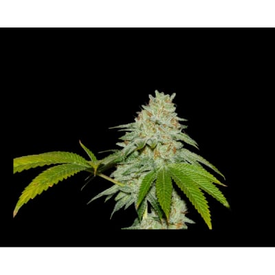 RUNTZ X FRUITY PEBBLES OG X3+1 - SECRET FILE