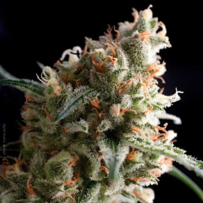 RAMSES FEM - PYRAMID SEEDS
