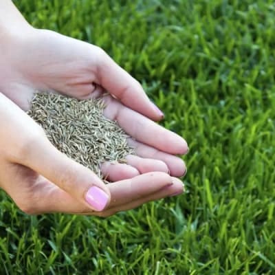 PASTO SEMILLA MEZCLA MANQUEHUE 1 KILO1