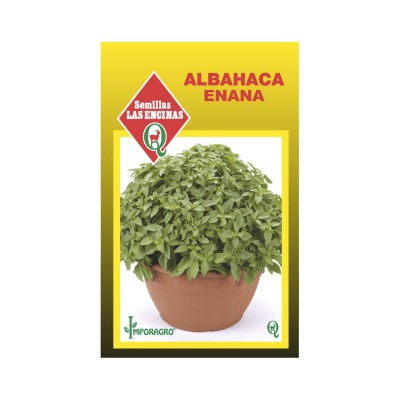 ALBAHACA ENANA