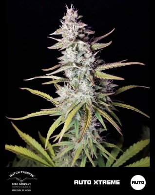 XTREME AUTO X3 - DUTCH PASSION