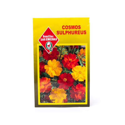 COSMOS SULPHUREUS1