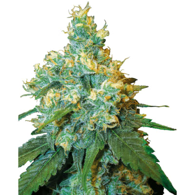 JACK HERER AUTO - SEMILLA GRANEL