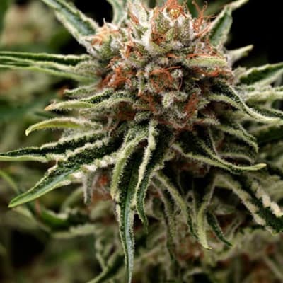 SHARK FEM X3+1 - PYRAMID SEEDS