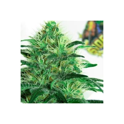 SIDERAL FEM X3 - RIPPER SEEDS