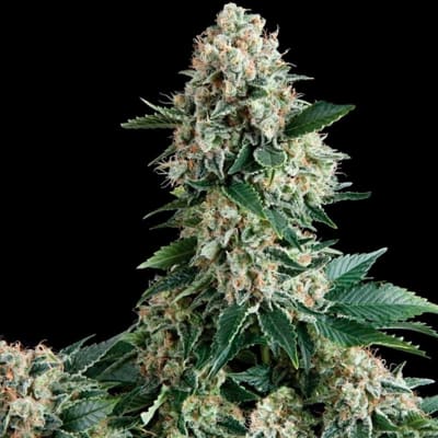 NEW YORK CITY FEM X1 - PYRAMID SEEDS