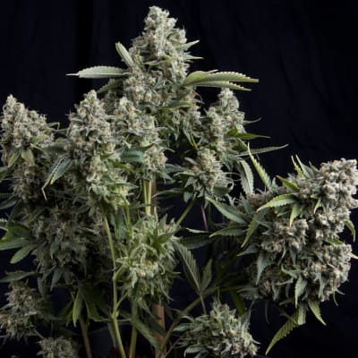 AUTO TUTANKHAMON X3+1 - PYRAMID SEEDS