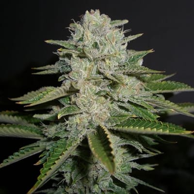SOUR DIESEL - SEMILLA GRANEL - AUTOMATICA2