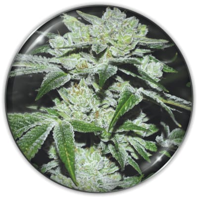 SOUR GLUE X3+2 CHANNEL + FEM - MEDICAL SEEDS