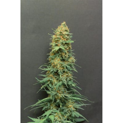 SPANISH RED ROSE X3 FEM 80%I 20%S WW X OG KUSH