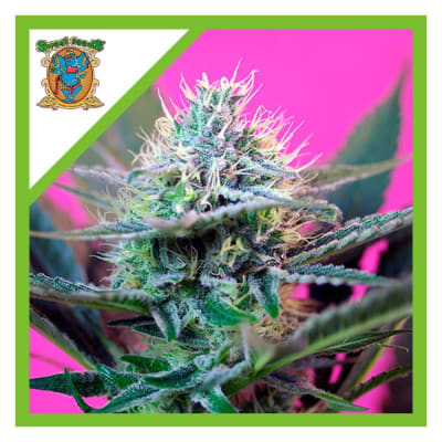 + SPEED AUTO 3+1 - SWEET SEEDS