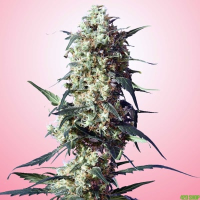 STRAWBERRY FEM - 420 GENETICS