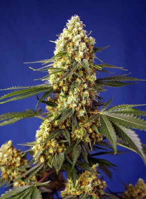 STRAWBERRY BANANA GELATO XL AUTO X3+1 - SWEET SEEDS