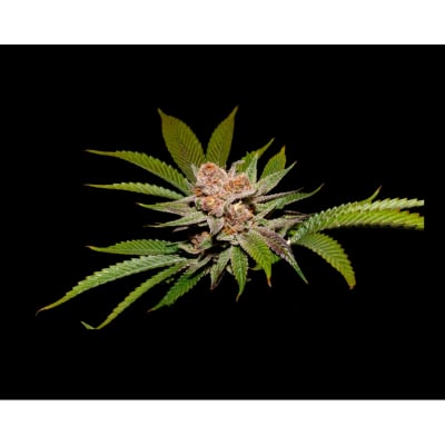 STRAWPICANNA X FRUITY PEBBLES OG FEM X3+1 - SECRET FILE