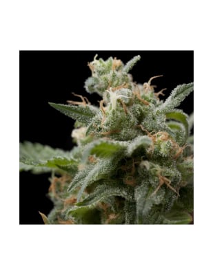 AUTO SUPER HASH X3+1 - PYRAMID SEEDS