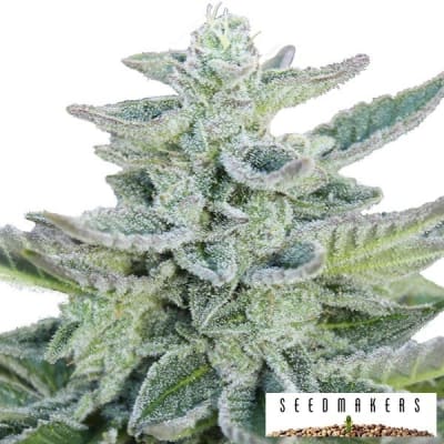 SUPER KUSH FEM X5 - SEEDSMAKERS