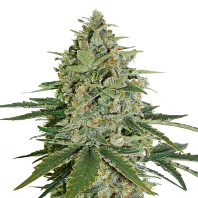 SUPER SKUNK AUTO X3 - SEEDSTOCKERS1