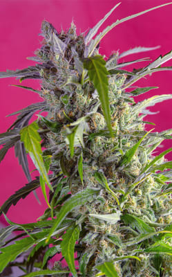 CRYSTAL CANDY AUTO X3+1 - SWEET SEEDS