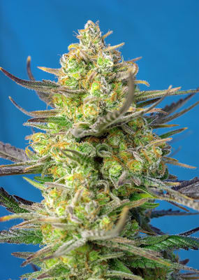 SWEET CHEESE AUTO 3+1 - SWEET SEEDS