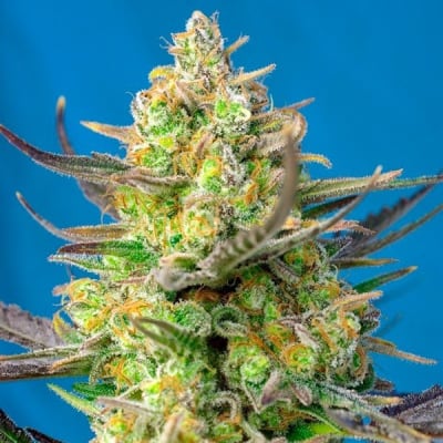 SWEET CHEESE XI AUTO 3+1 - SWEET SEEDS