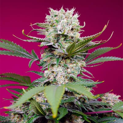 SWEET MANDARINE ZKITTLEZ XI AUTO 3+1 - SWEET SEEDS1