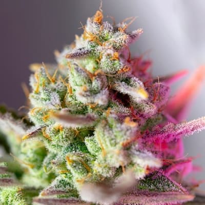 SWEET MIMOSA XI AUTO 3+1 - SWEET SEEDS