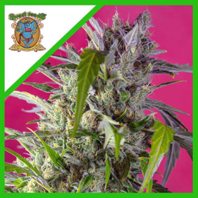 CRYSTAL CANDY XL AUTO X3+1 - SWEET SEEDS1