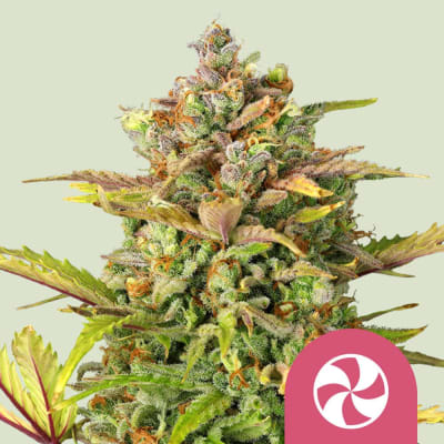 SWEET ZZ FEM - ROYAL QUEEN SEEDS