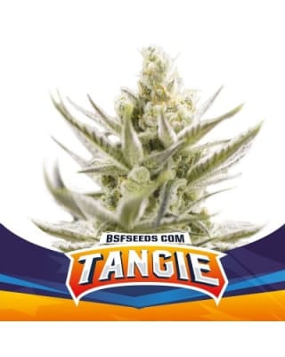 TANGIE FEM X2 - BSF SEEDS