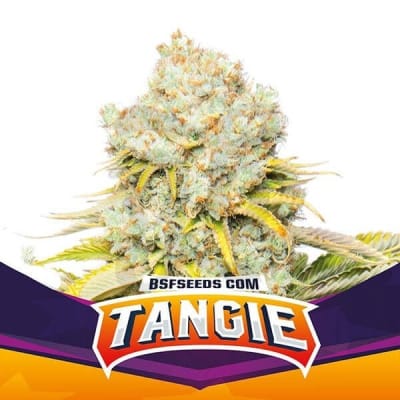 TANGIE FEMINIZADA X4 - BSF SEEDS