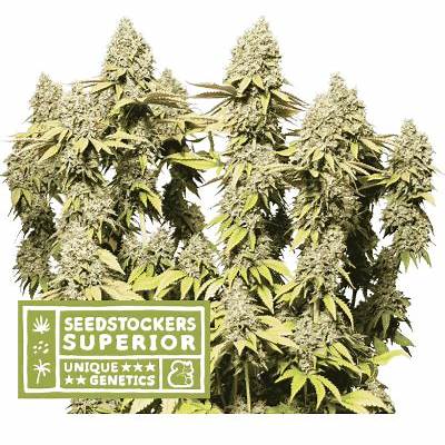 RUCU CUCU OG AUTO X3 - SEEDSTOCKERS