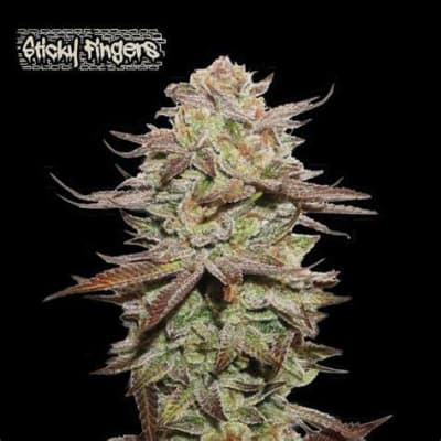 STICKY FINGERS AUTO X3 - SEEDSTOCKERS