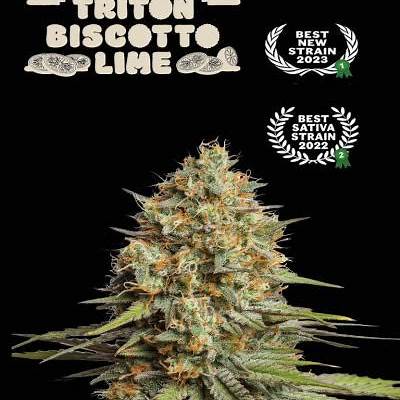 TRITON BISCOTTO LIME AUTO X3 - SEEDSTOCKERS