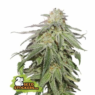 COOKIE AND CREAM AUTO X3 - SEEDSTOCKERS