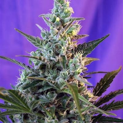 SWEET SKUNK AUTO 3+1 - SWEET SEEDS1