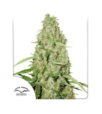 THINK FAST FEM X3 - DUTCH PASSION